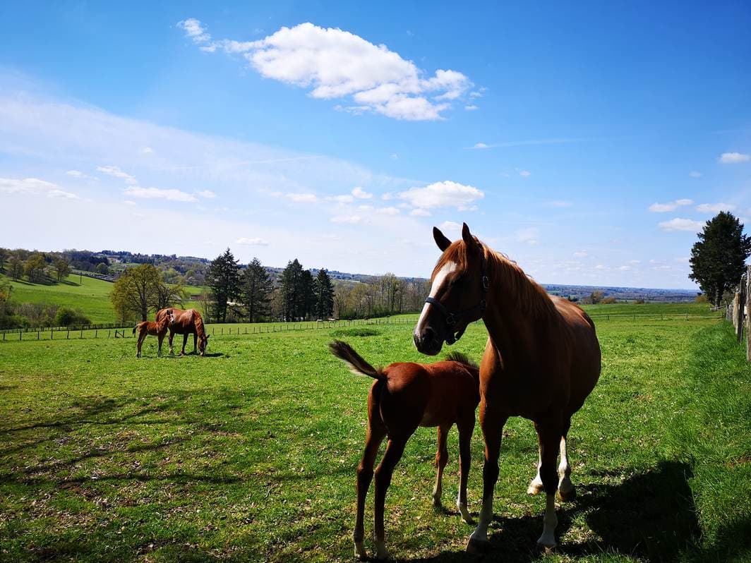 Concours élevage chevaux 2 et 3 ans_1