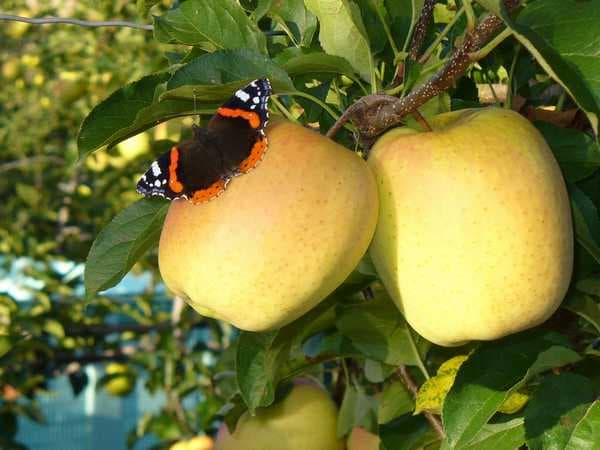 Visite de vergers de pommes_2