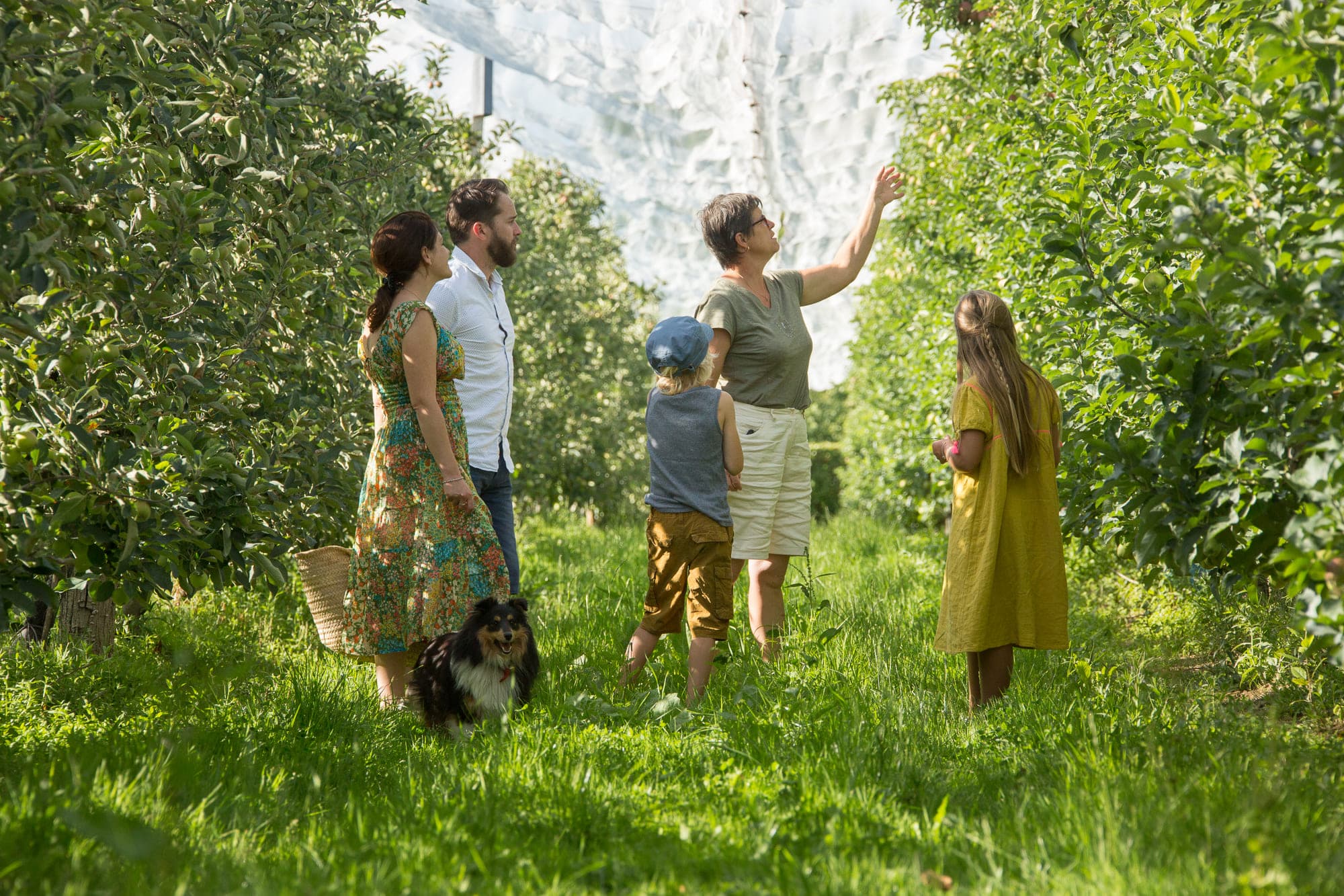 Visite de vergers de pommes_1