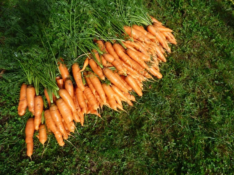 Le potager de la borie_1
