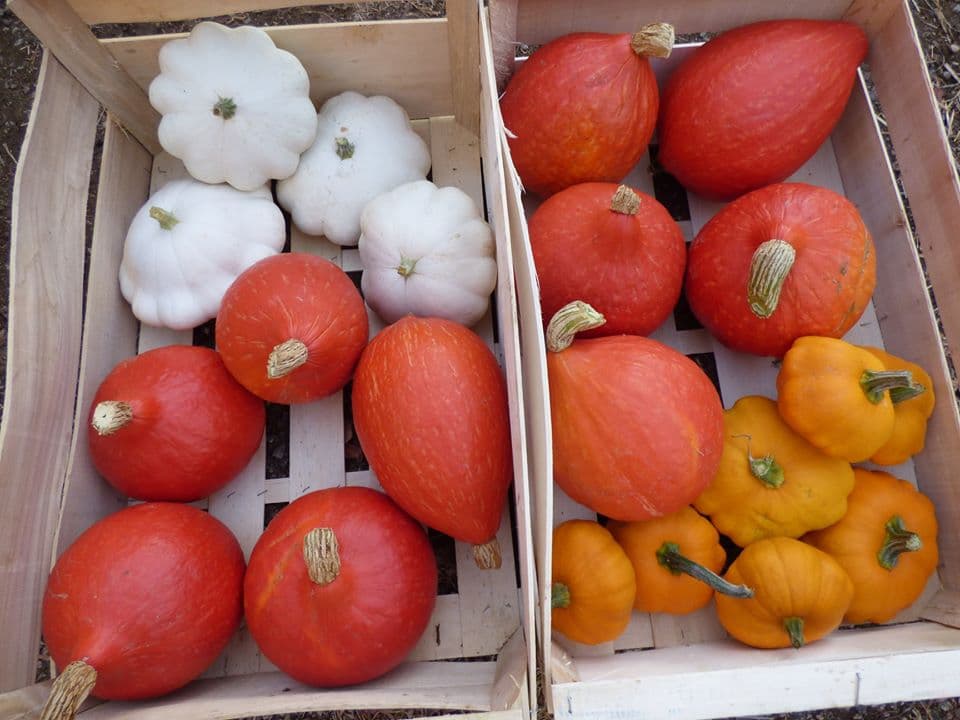 Le potager de la borie_4