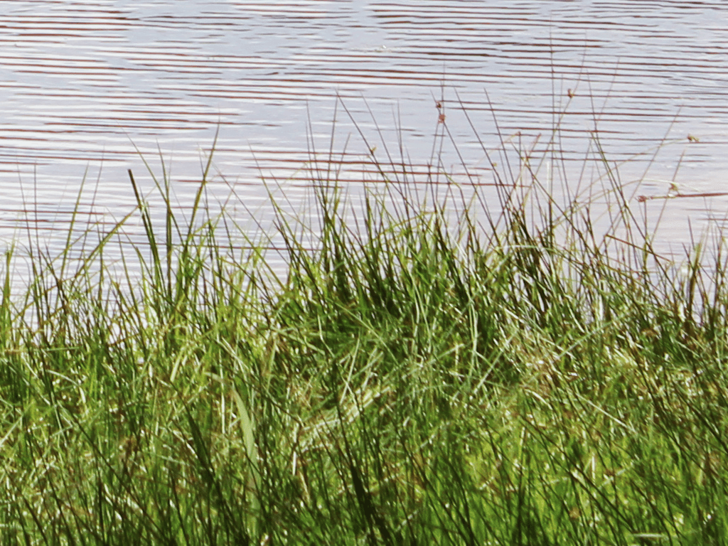 Etang de la Marchette_1