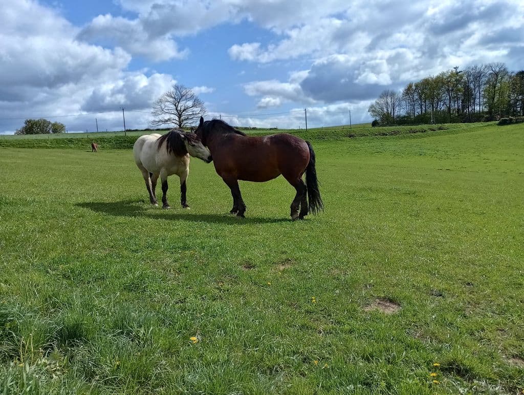 Le Chant du Merle