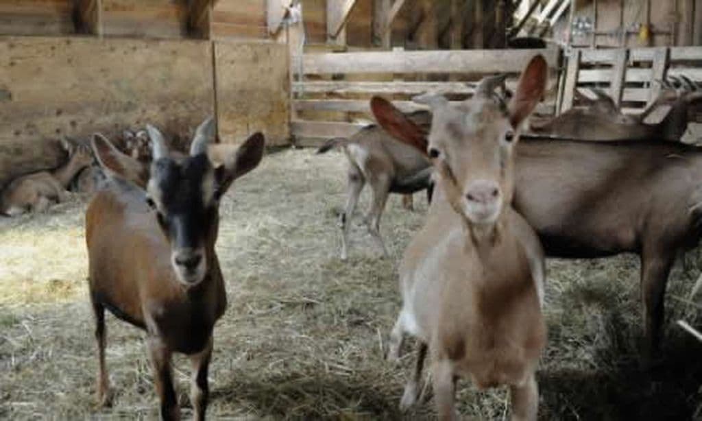 La Ferme des Beiges