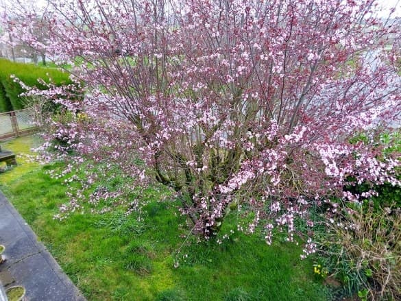 jardin_4