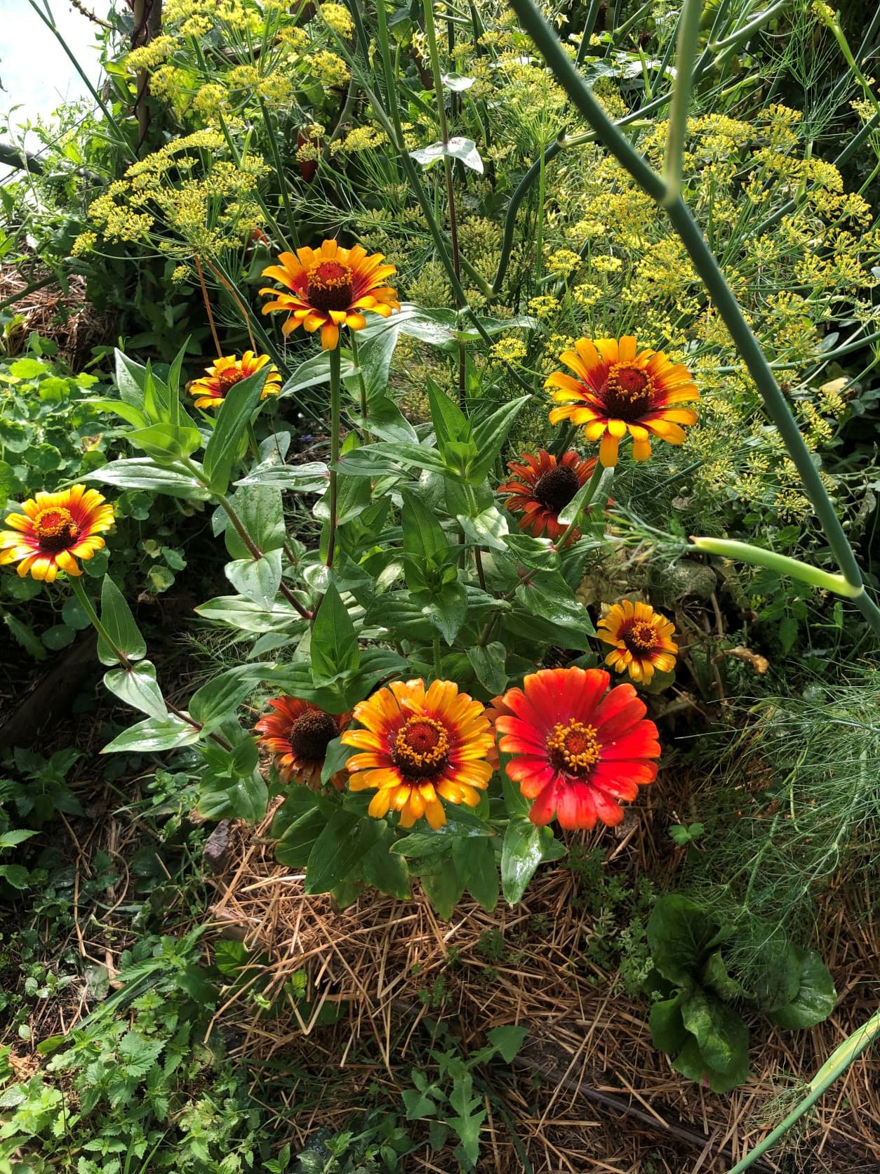 Le jardin de Laure_1