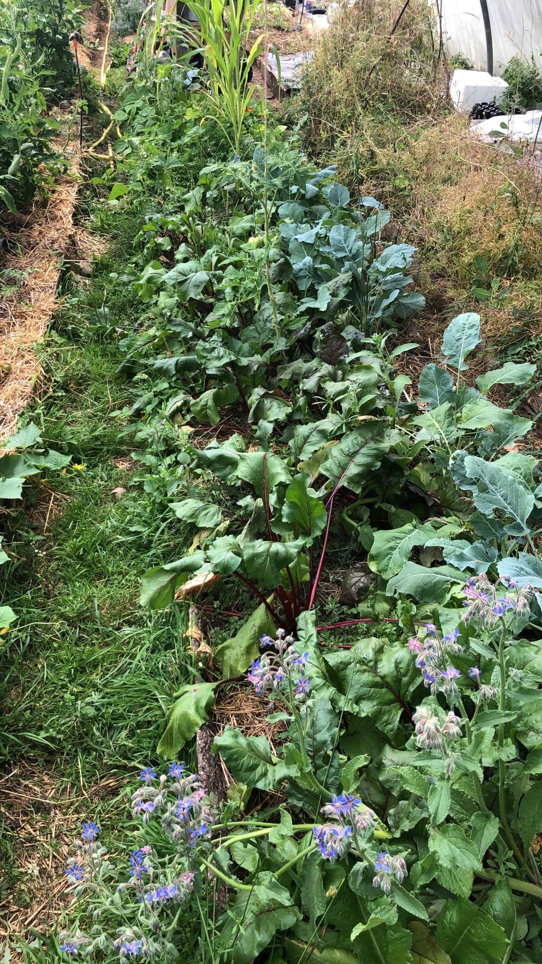 Le jardin de Laure_2