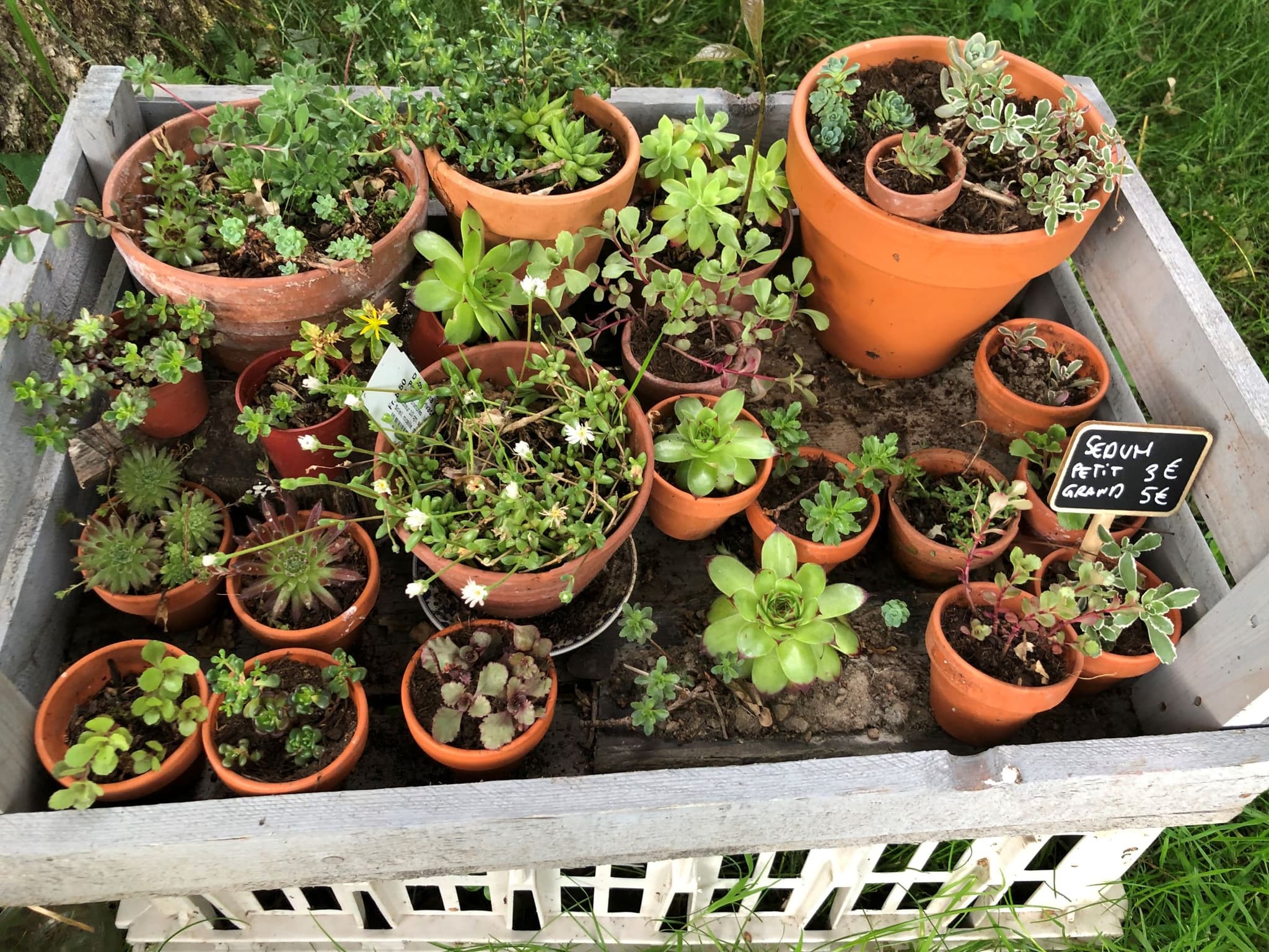 Le jardin de Laure_3