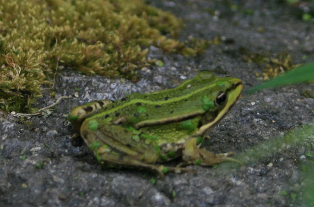 Grenouille verte_3