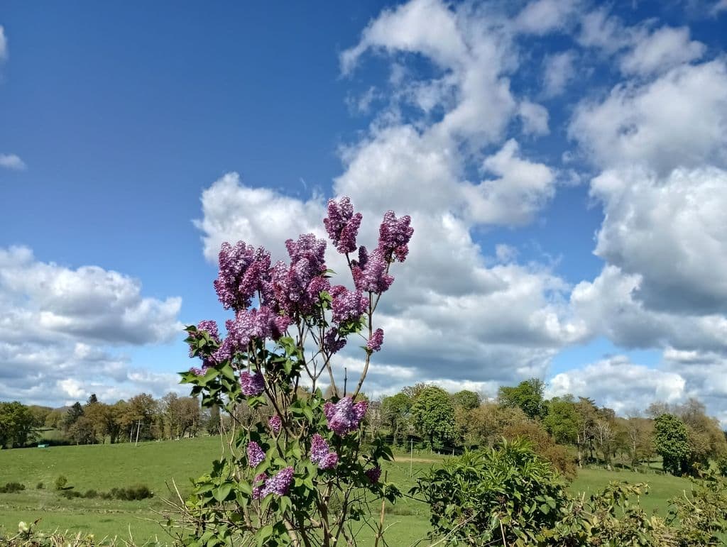 Le Chant du Merle