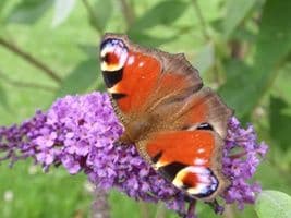Cité des Insectes : le jardin_2