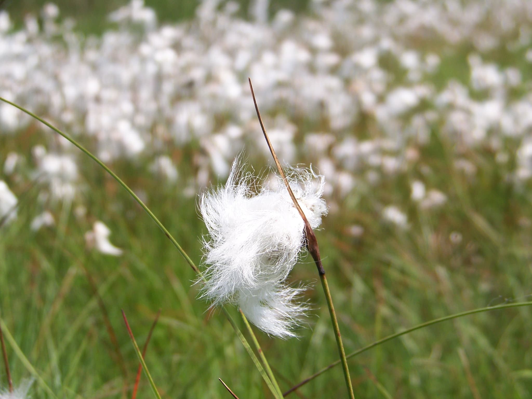 herbe_2