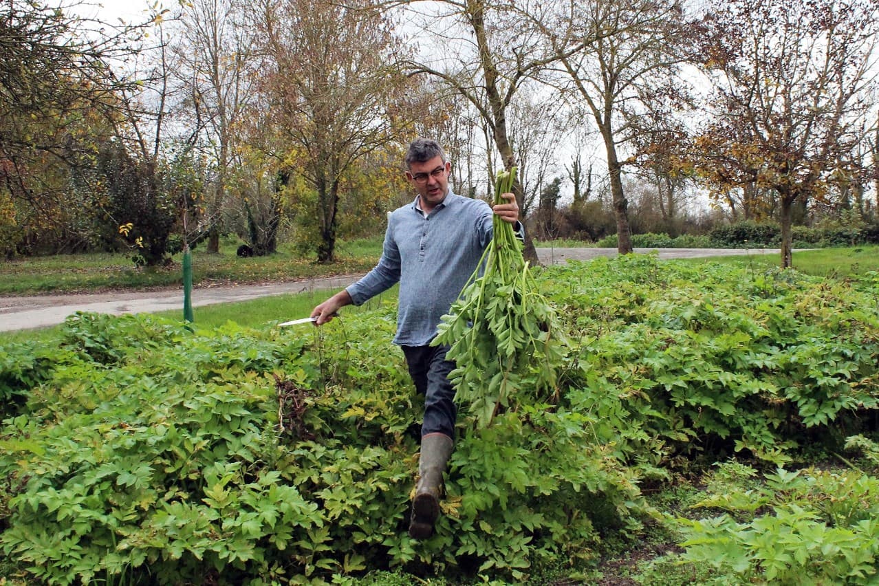 L'Association de Promotion de l'Angélique Niort-Marais Poitevin