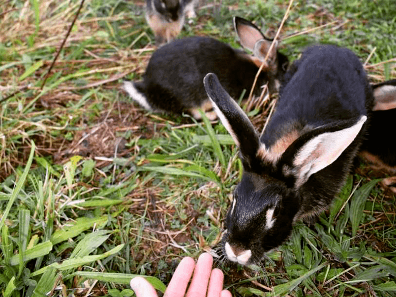 lapins_des_prés_flavignac