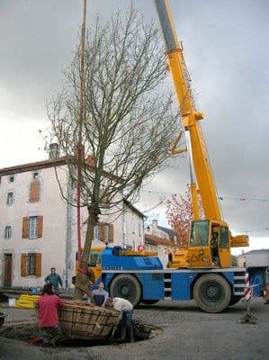 Chêne de la Liberté replanté le 6/12/2006_5