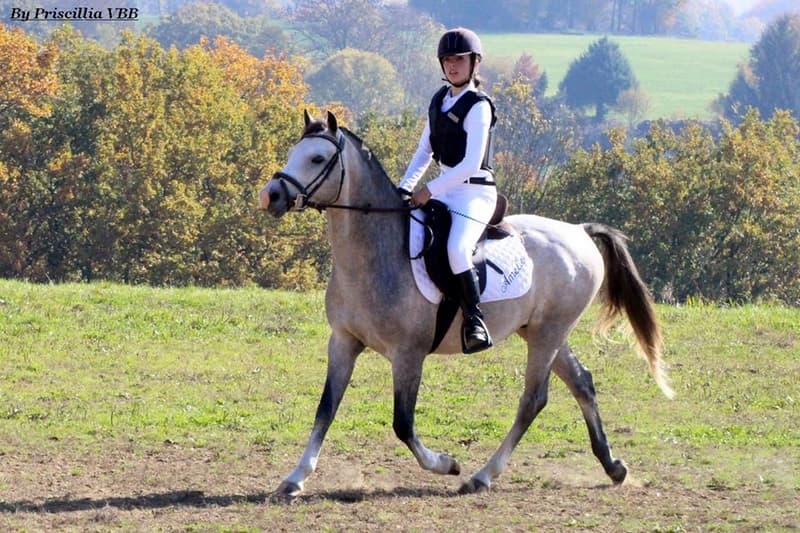 Haras de Valdor_1