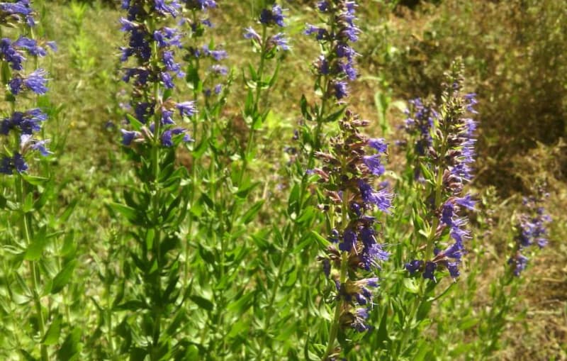Plantes aromatiques et médicinales locales - Les Herbes d'Airmed