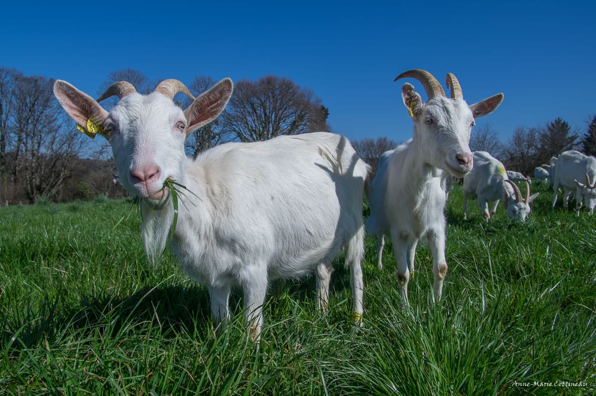 Le Bouc du Monde_3
