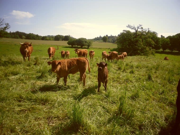 La ferme du Mas Crochet_2