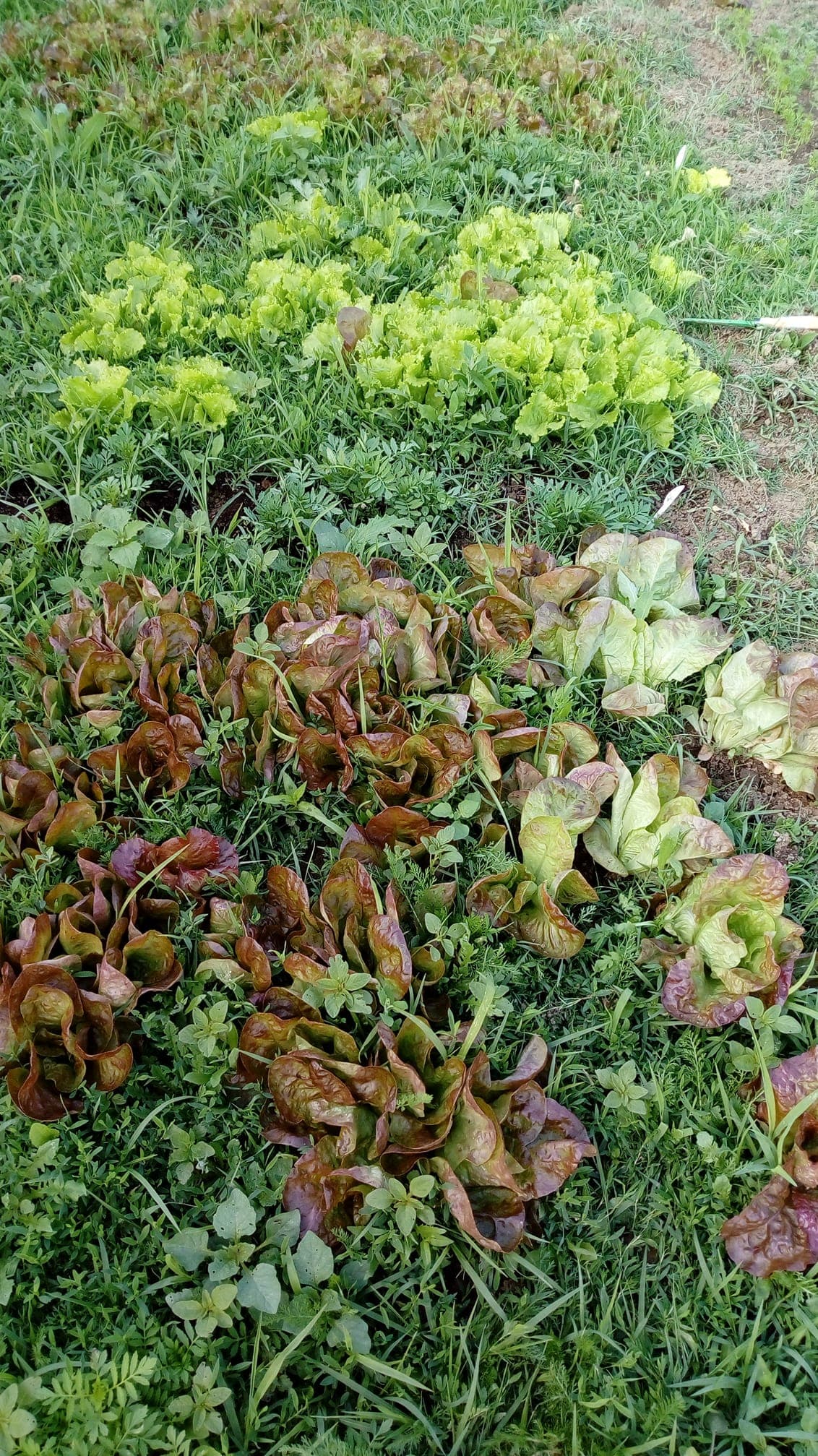 Plants de légumes