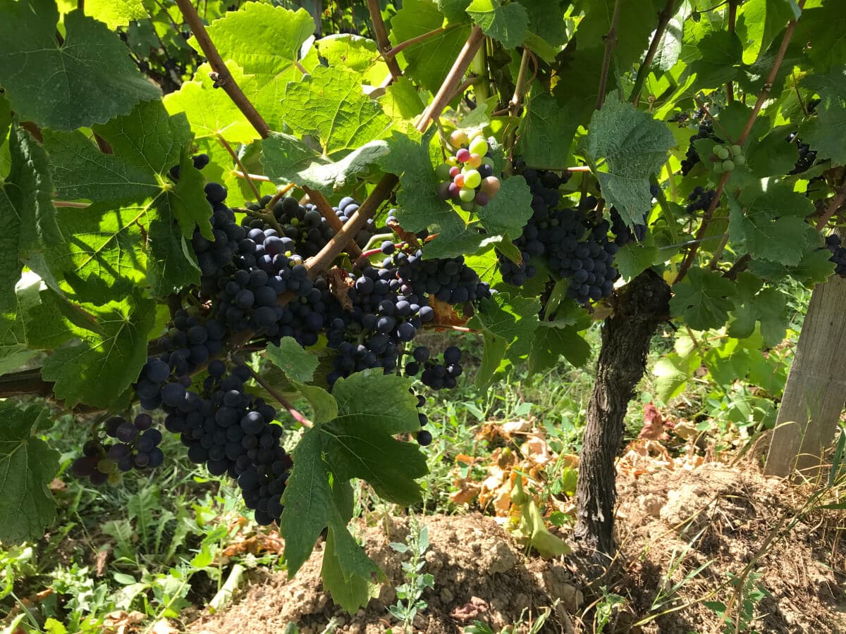 Les Vignes du Repaire de Noblat_3