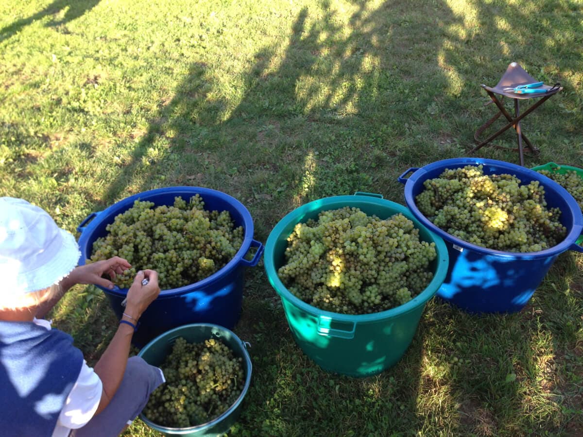 Les Vignes du Repaire de Noblat_4