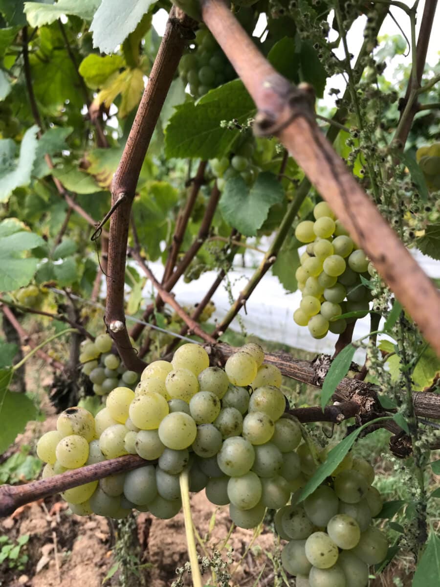 Les Vignes du Repaire de Noblat_6