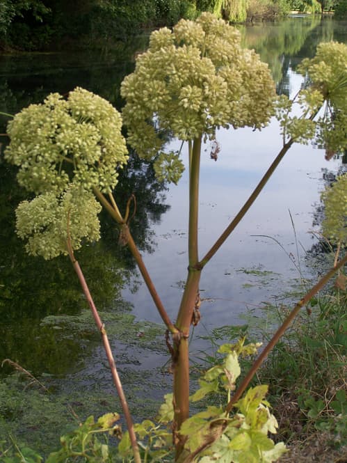 Des plants d'angélique