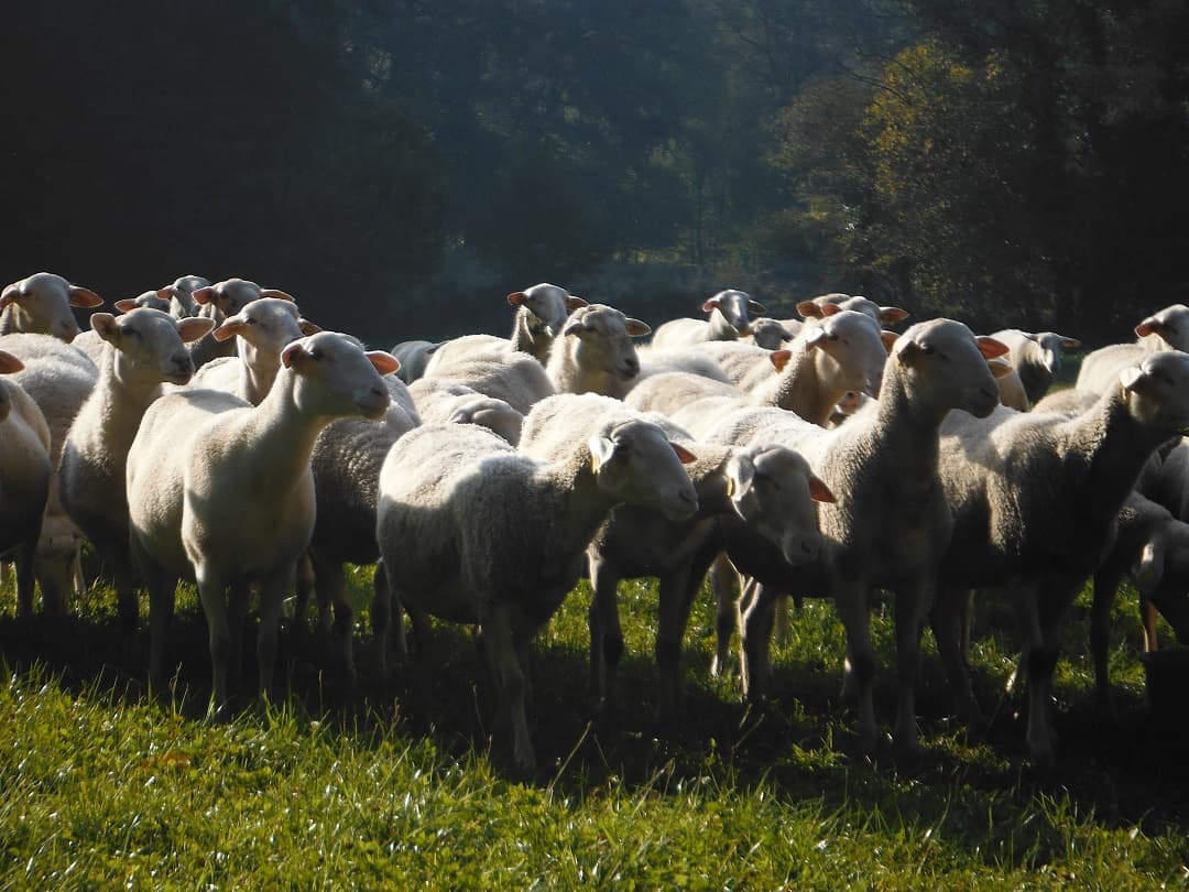 Brebis laitières, porcs plein air et céréales - Famille FHAL_1