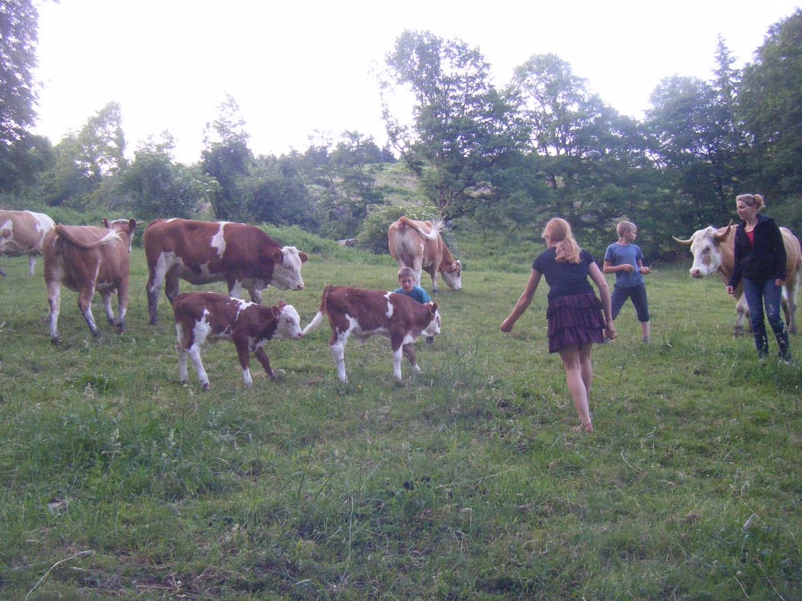 Brebis laitières, porcs plein air et céréales - Famille FHAL_2