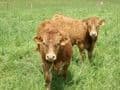 Viande Bovine Limousine GAEC Lavergne_1