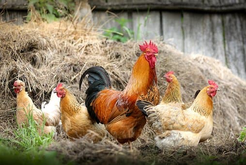 Volailles de la Ferme de Chatreix_1