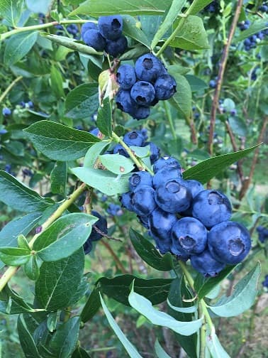 Myrtilles et petits fruits, les Vergers de Claud_1