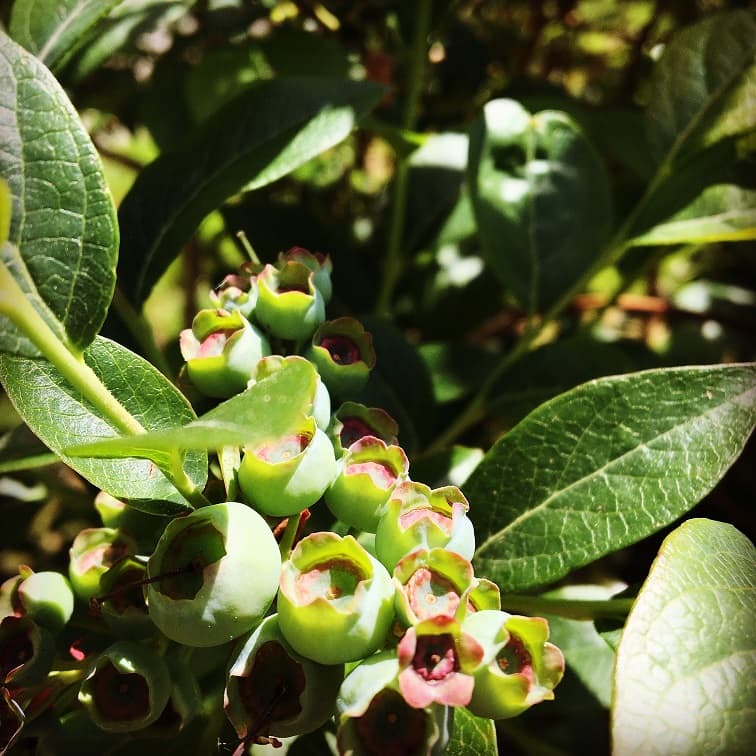 Myrtilles et petits fruits, les Vergers de Claud_5
