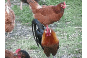 Volaille de La Ferme de Lagorce_1