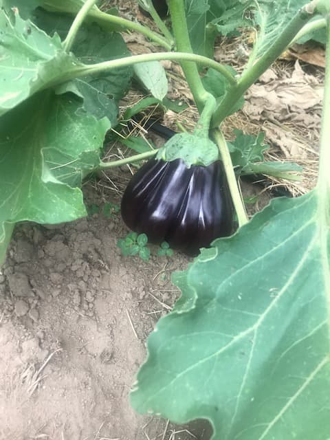 Les légumes de Legaud_8