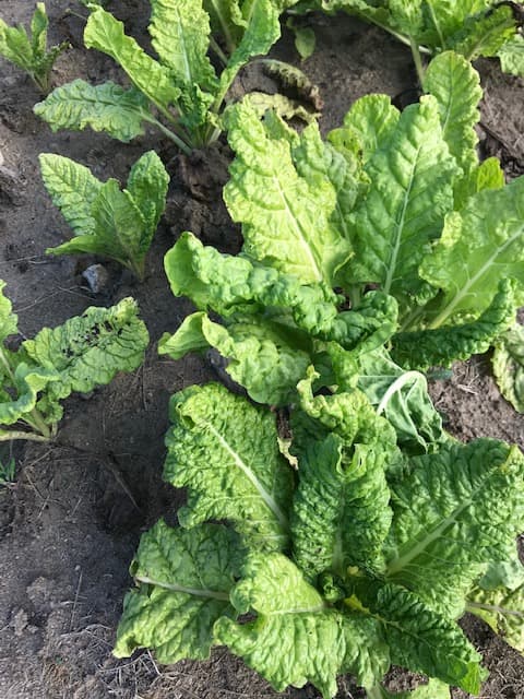 Les légumes de Legaud_10