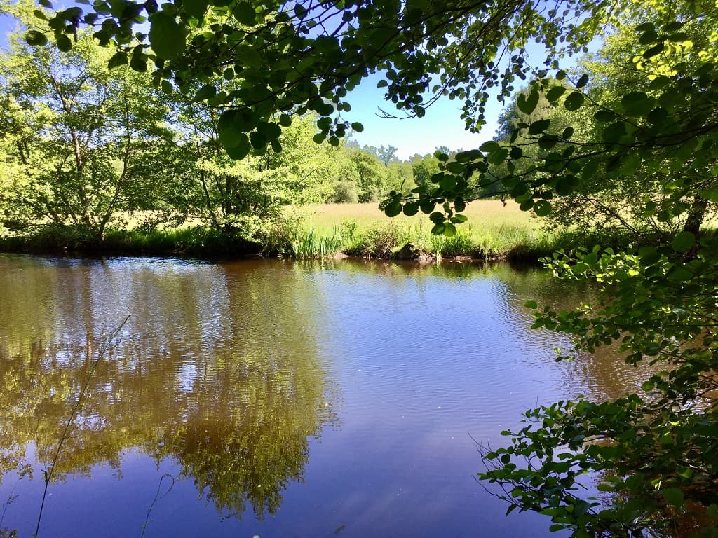 La Vienne à Nedde_2