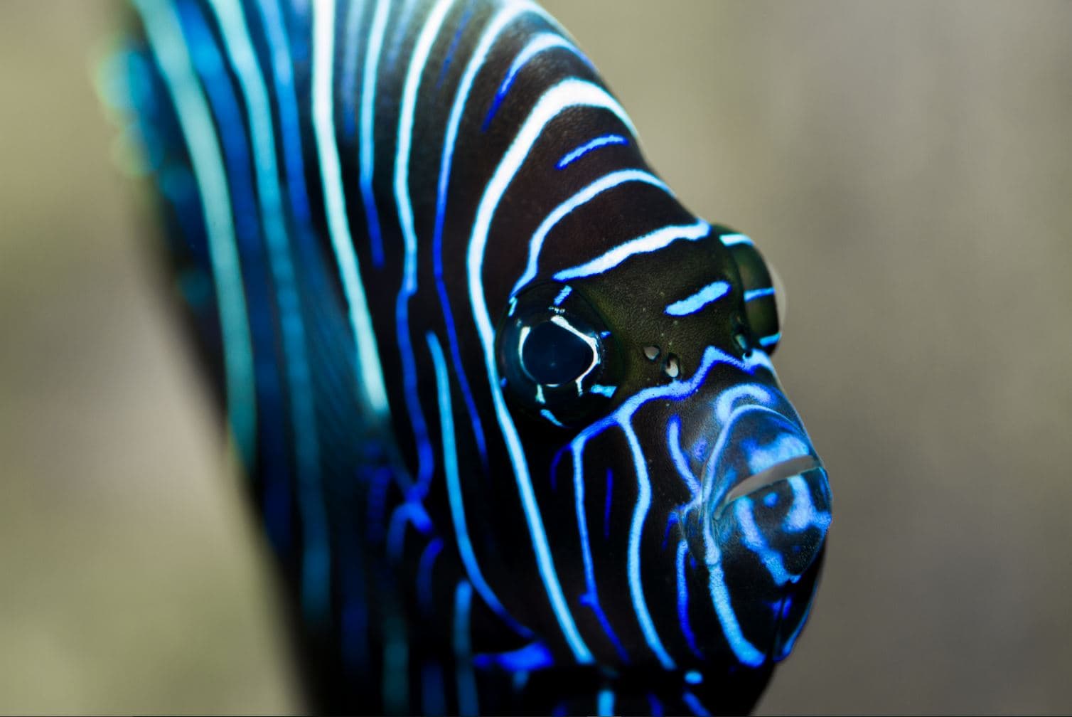 Aquarium Refuge de Limoges_1