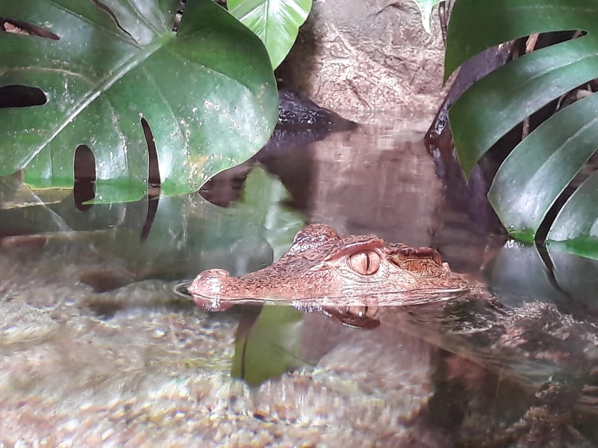 Aquarium Refuge de Limoges_3