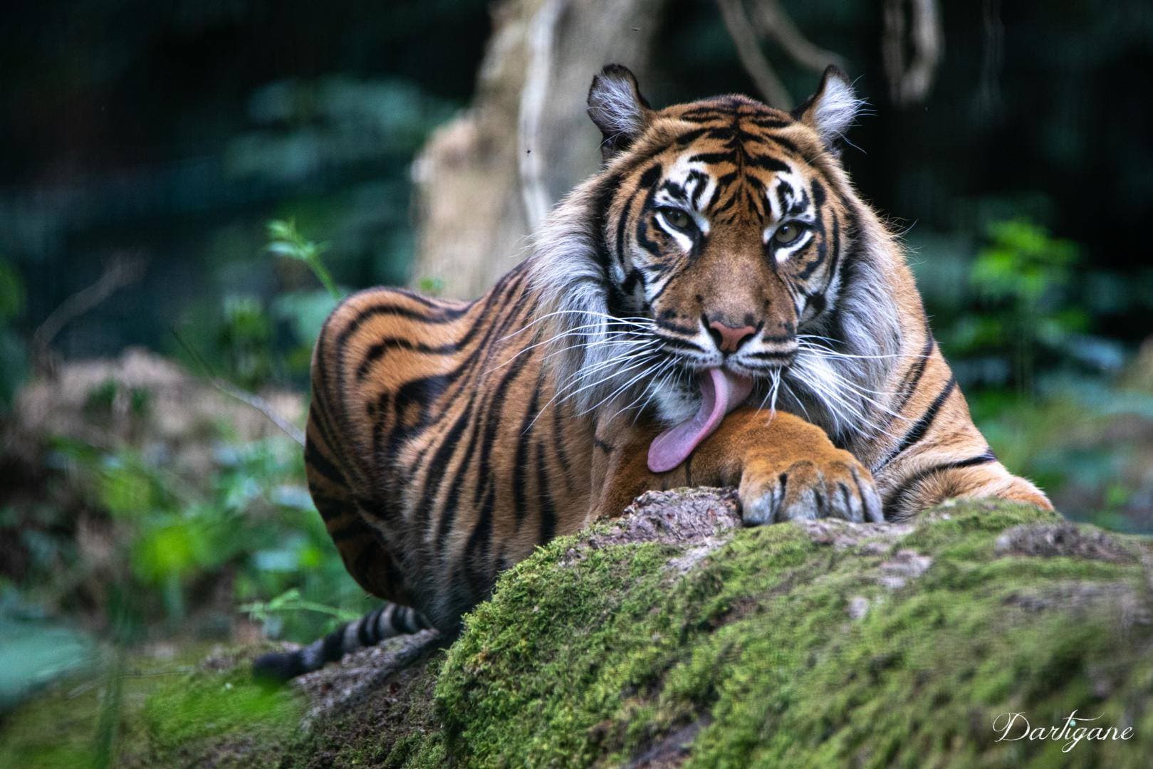 Tigre de Sumatra_3