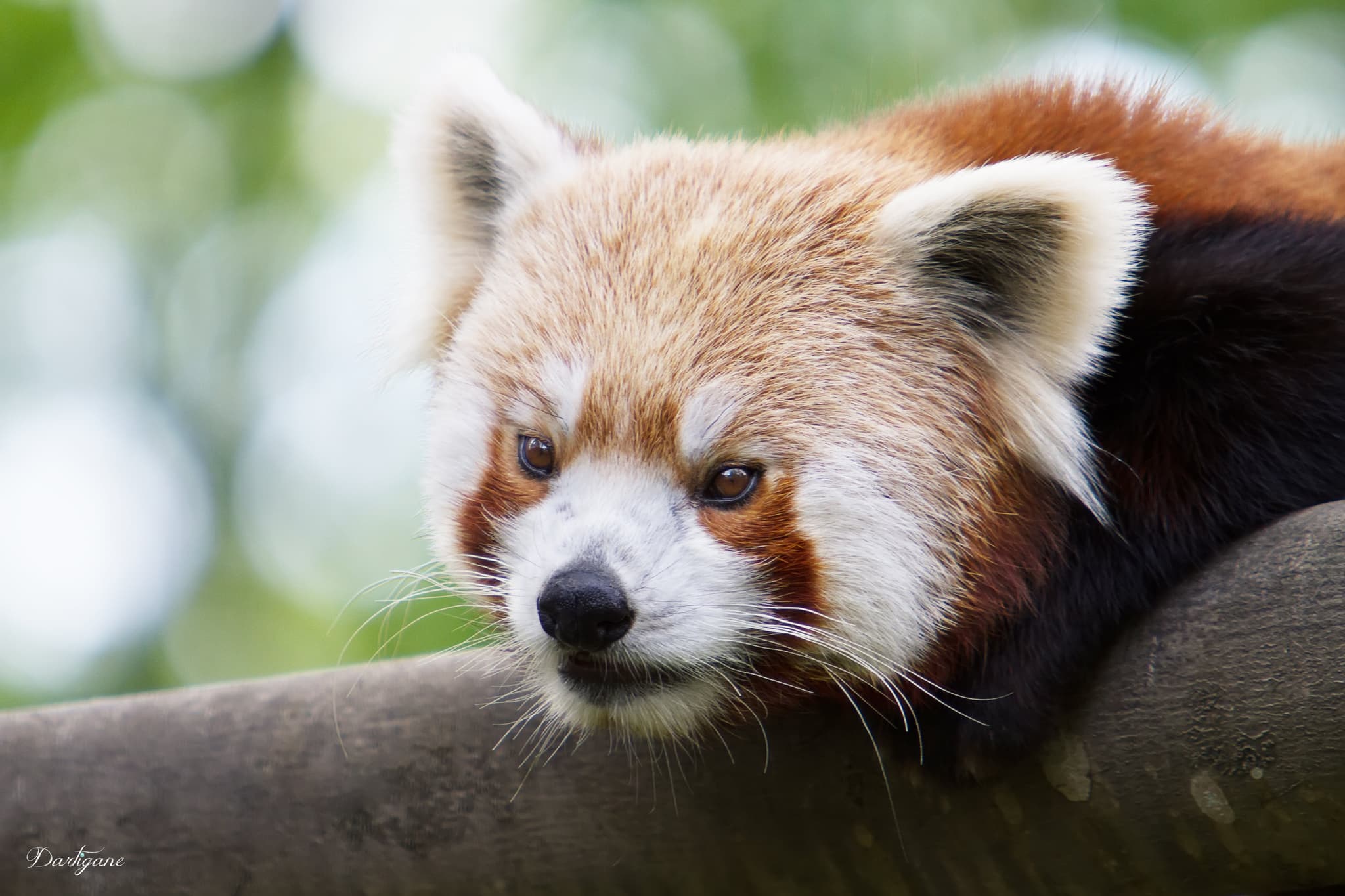 Panda roux_5