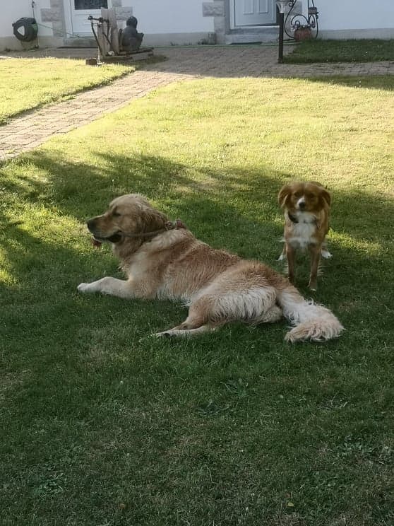 NOS AMIS LES BÊTES: NOUGAT ET PLUME