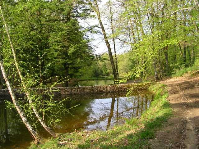 Parcours du coeur dans la forêt des loges_1