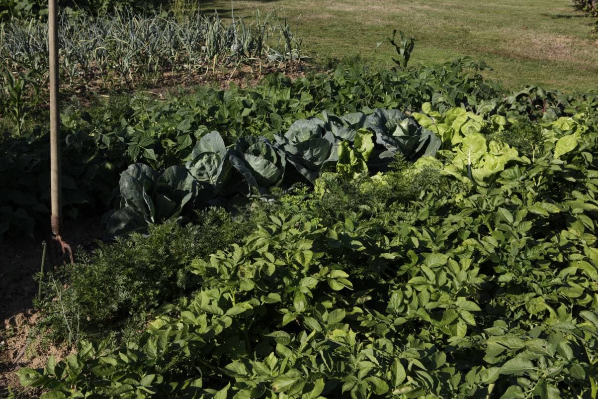 Le potager_12
