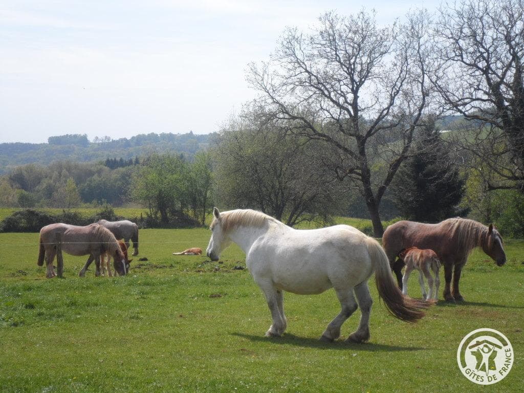 GITE LA CHARTROULLE_49
