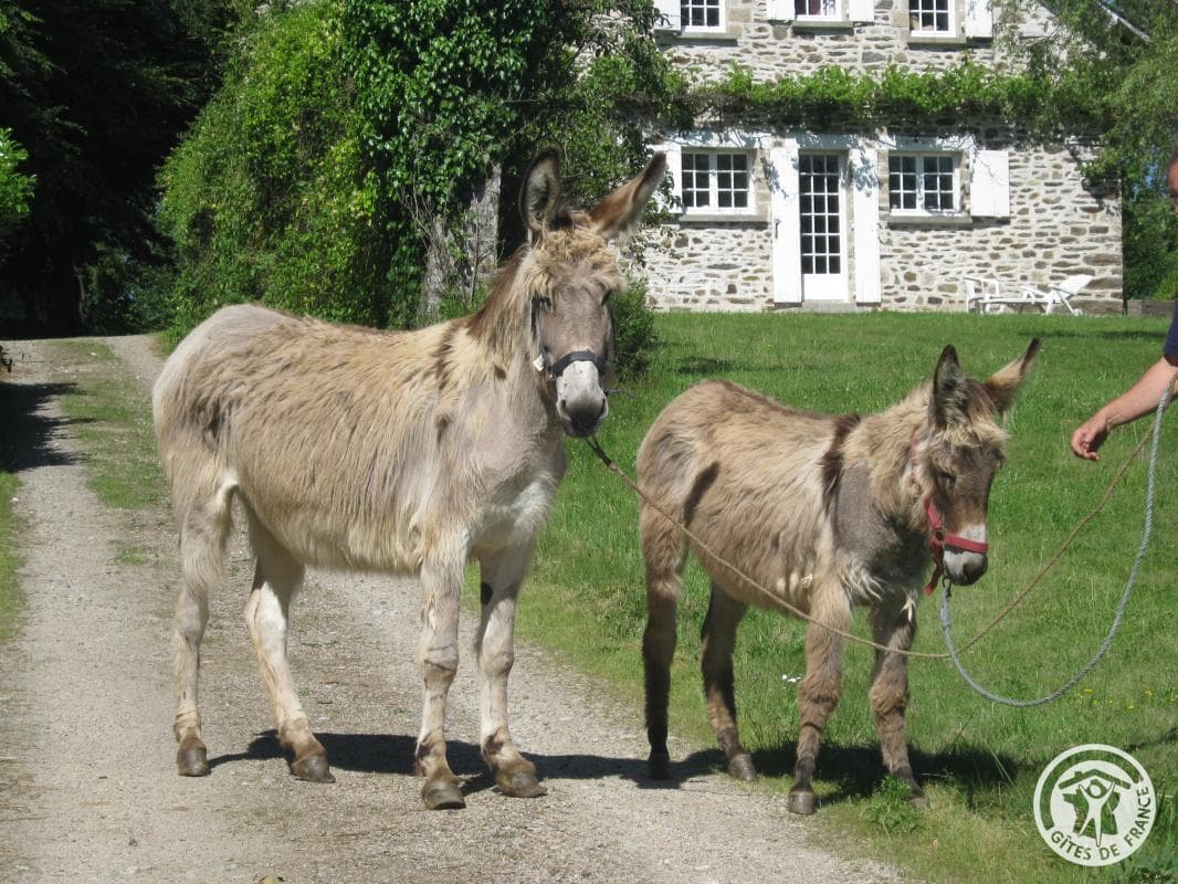 Le Gîte des Ânes- Ludogîte_3