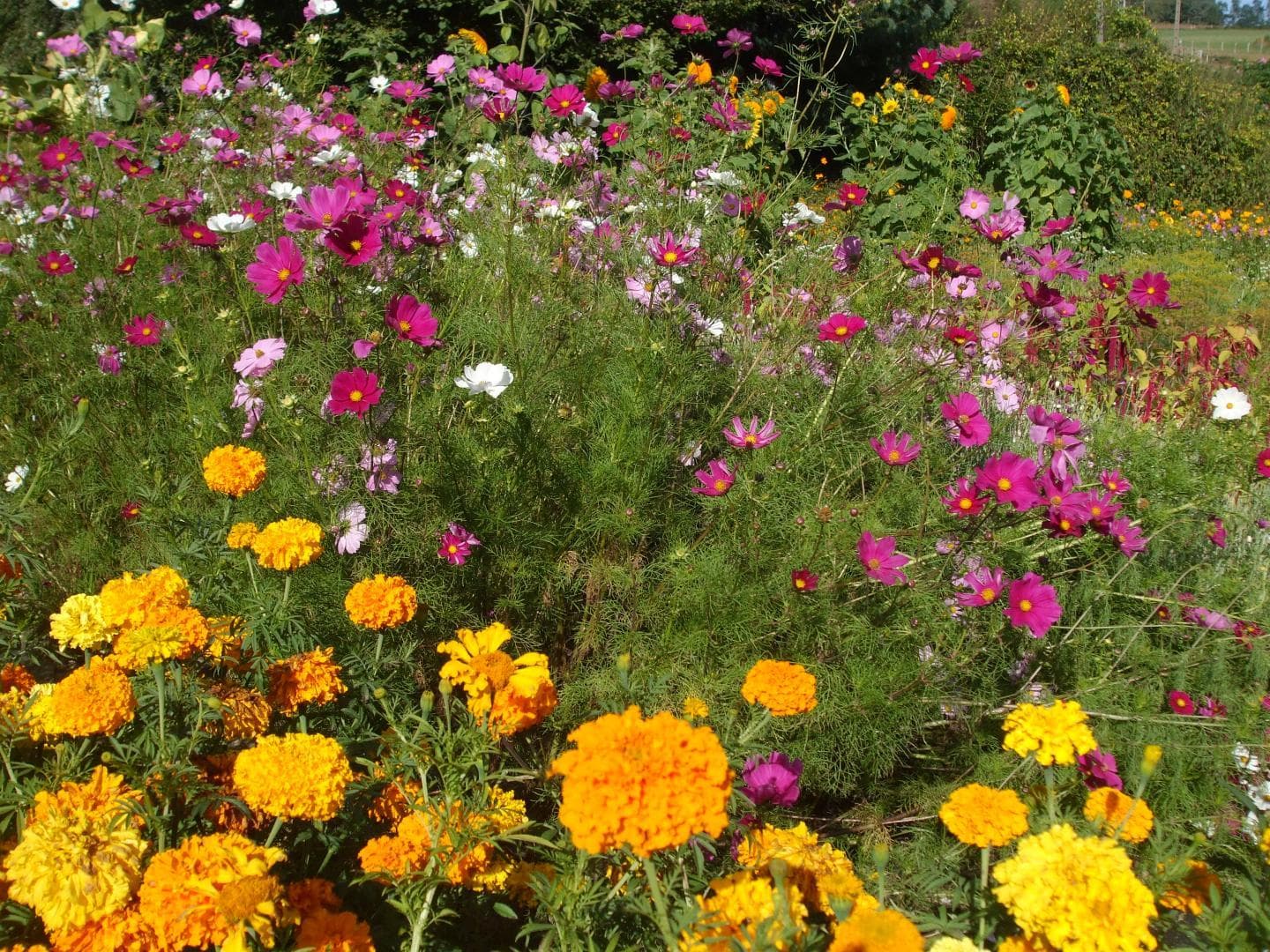 Gîte et jardins fleuris_39