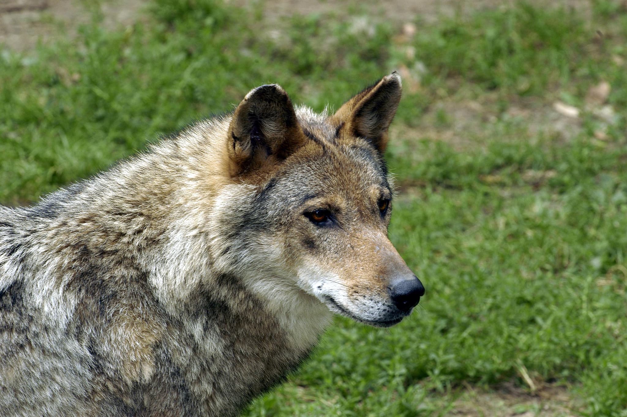 Le loup, Zoodyssée, parc animalier à Villiers-en-Bois