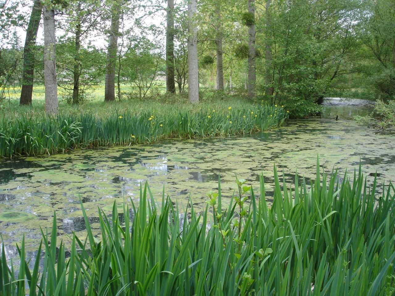 La prairie de la Futaie